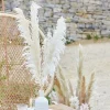 A Touch Of Pampas Bleached Pampas Grass (5Pk)