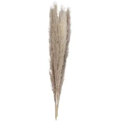 A Touch Of Pampas Natural Pampas Grass (5Pk)