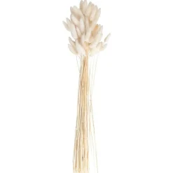 A Touch Of Pampas Off White Dried Bunny Tail Grass (20Pk)