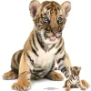 Bengal Tiger Cub Cardboard Cutout - 73Cm X 73Cm