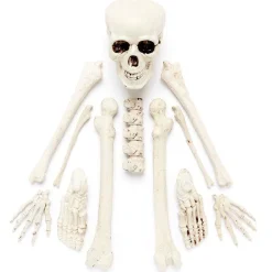 Complete Bag Of Skeleton Bones