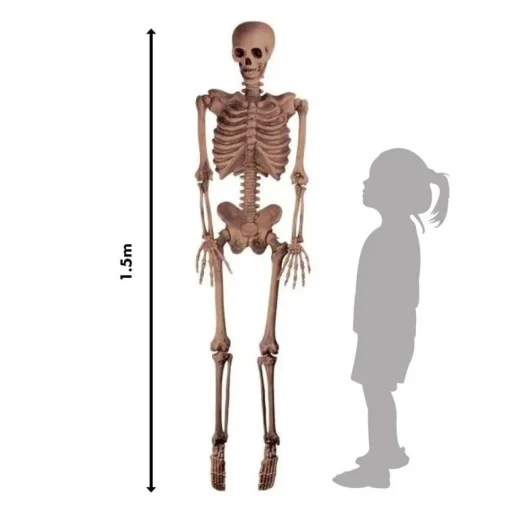 Realistic Skeleton - 1.5M Halloween Prop
